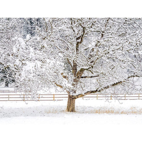 Washington State-Fall City-fresh snow on trees and fence White Modern Wood Framed Art Print by Gulin, Sylvia