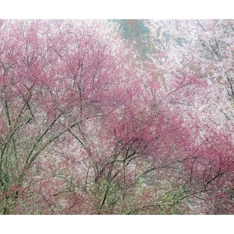 Washington State-Fall City springtime and cherry trees just beginning to bloom Gold Ornate Wood Framed Art Print with Double Matting by Gulin, Sylvia