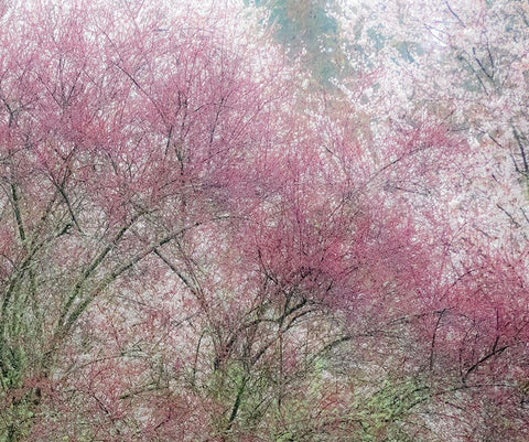 Washington State-Fall City springtime and cherry trees just beginning to bloom Black Ornate Wood Framed Art Print with Double Matting by Gulin, Sylvia