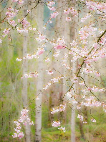 Washington State-Fall City springtime and cherry trees just beginning to bloom White Modern Wood Framed Art Print with Double Matting by Gulin, Sylvia