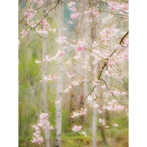 Washington State-Fall City springtime and cherry trees just beginning to bloom Black Modern Wood Framed Art Print by Gulin, Sylvia