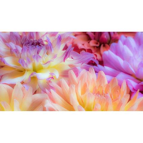 Washington State-Sammamish Dahlia flower design and patterns Gold Ornate Wood Framed Art Print with Double Matting by Gulin, Sylvia