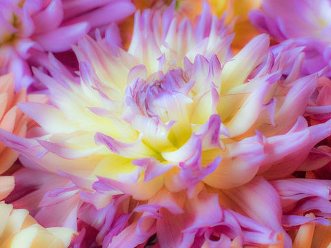 Washington State-Sammamish Dahlia flower design and patterns White Modern Wood Framed Art Print with Double Matting by Gulin, Sylvia