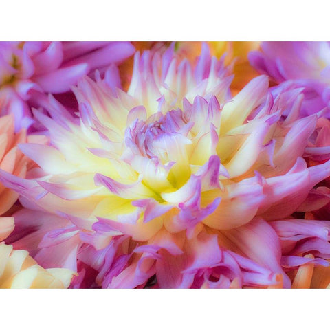 Washington State-Sammamish Dahlia flower design and patterns Black Modern Wood Framed Art Print by Gulin, Sylvia