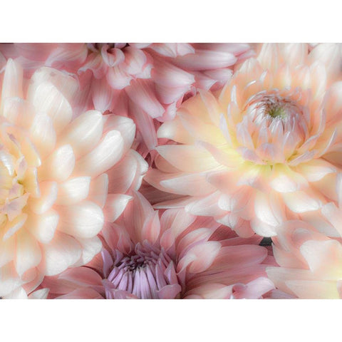 Washington State-Sammamish Dahlia flower design and patterns Gold Ornate Wood Framed Art Print with Double Matting by Gulin, Sylvia