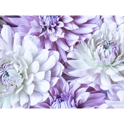 Washington State-Sammamish Dahlia flower design and patterns White Modern Wood Framed Art Print by Gulin, Sylvia
