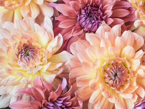 Washington State-Sammamish Dahlia flower design and patterns White Modern Wood Framed Art Print with Double Matting by Gulin, Sylvia