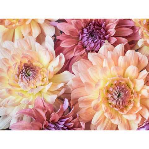 Washington State-Sammamish Dahlia flower design and patterns Black Modern Wood Framed Art Print with Double Matting by Gulin, Sylvia