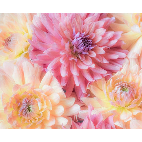 Washington State-Sammamish Dahlia flower design and patterns Black Modern Wood Framed Art Print by Gulin, Sylvia