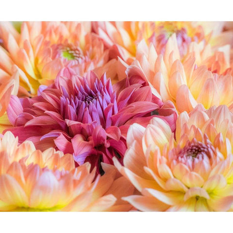 Washington State-Sammamish Dahlia flower design and patterns White Modern Wood Framed Art Print by Gulin, Sylvia
