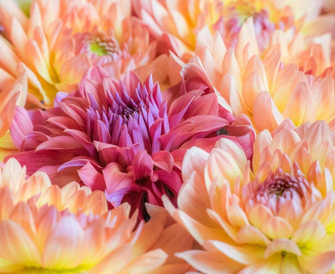 Washington State-Sammamish Dahlia flower design and patterns White Modern Wood Framed Art Print with Double Matting by Gulin, Sylvia