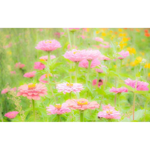 Washington State-Oakville-Pacific Northwest zinnia flower Black Modern Wood Framed Art Print with Double Matting by Gulin, Sylvia