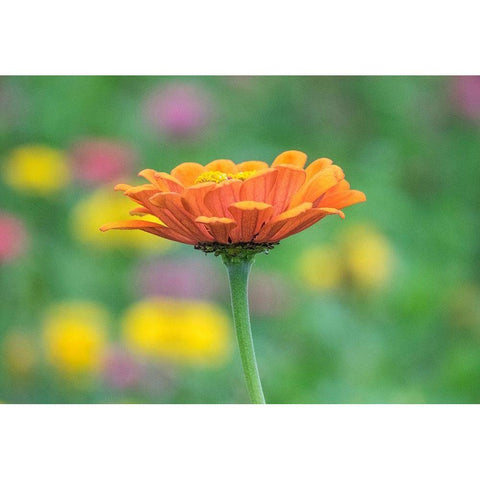 Washington State-Oakville-Pacific Northwest zinnia flower Gold Ornate Wood Framed Art Print with Double Matting by Gulin, Sylvia