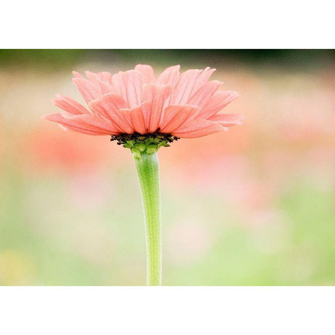 Washington State-Oakville-Pacific Northwest zinnia flower Black Modern Wood Framed Art Print by Gulin, Sylvia
