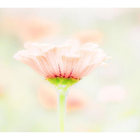 Washington State-Oakville-Pacific Northwest zinnia flower Black Modern Wood Framed Art Print by Gulin, Sylvia