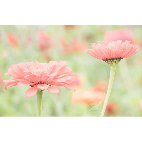 Washington State-Oakville-Pacific Northwest zinnia flower White Modern Wood Framed Art Print by Gulin, Sylvia