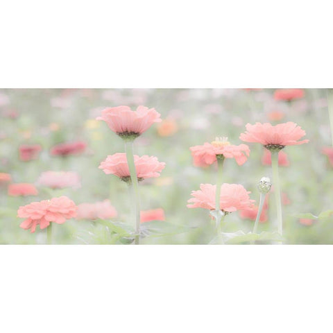 Washington State-Oakville-Pacific Northwest zinnia flower Black Modern Wood Framed Art Print with Double Matting by Gulin, Sylvia