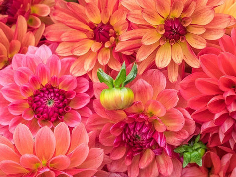 Washington State-Sammamish Dahlia flower design and patterns Black Ornate Wood Framed Art Print with Double Matting by Gulin, Sylvia