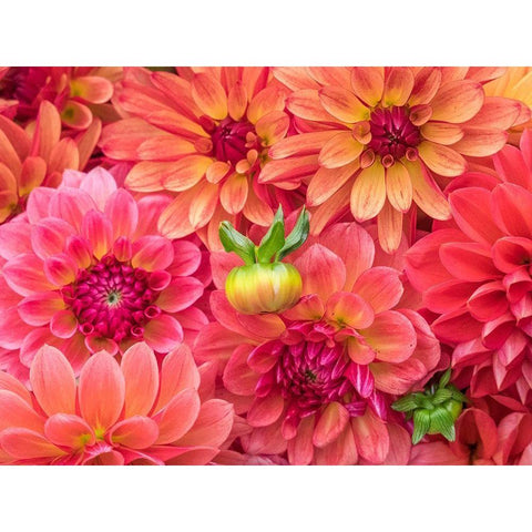 Washington State-Sammamish Dahlia flower design and patterns White Modern Wood Framed Art Print by Gulin, Sylvia