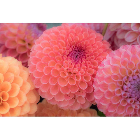 Washington State-Sammamish Dahlia flower design and patterns Black Modern Wood Framed Art Print by Gulin, Sylvia