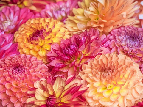 Washington State-Sammamish Dahlia flower design and patterns White Modern Wood Framed Art Print with Double Matting by Gulin, Sylvia