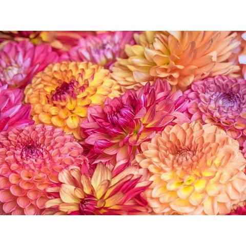Washington State-Sammamish Dahlia flower design and patterns Black Modern Wood Framed Art Print by Gulin, Sylvia