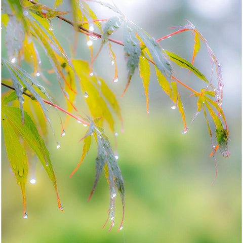Washington State-Sammamish dew drops on Japanese Maple leaves Black Modern Wood Framed Art Print by Gulin, Sylvia