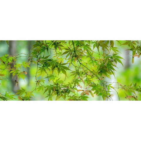 Washington State-Sammamish-looking up through Japanese Maple Leaves in Autumns colors Black Modern Wood Framed Art Print with Double Matting by Gulin, Sylvia