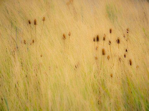 Washington State-Palouse-Eastern Washington and Teasel and grasses gold colors Black Ornate Wood Framed Art Print with Double Matting by Gulin, Sylvia