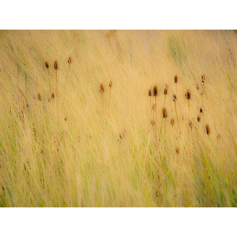 Washington State-Palouse-Eastern Washington and Teasel and grasses gold colors Black Modern Wood Framed Art Print by Gulin, Sylvia