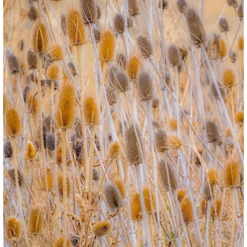Washington State-Palouse-Eastern Washington and Teasel and grasses gold colors White Modern Wood Framed Art Print by Gulin, Sylvia