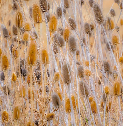 Washington State-Palouse-Eastern Washington and Teasel and grasses gold colors Black Ornate Wood Framed Art Print with Double Matting by Gulin, Sylvia