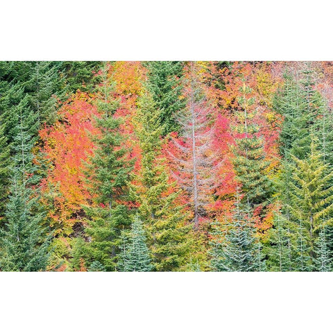 Stampede Pass-Washington State-Cascade Mountains with reds of Vine Maple trees Black Modern Wood Framed Art Print by Gulin, Sylvia