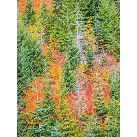 Stampede Pass-Washington State-Cascade Mountains with reds of Vine Maple trees Black Modern Wood Framed Art Print with Double Matting by Gulin, Sylvia