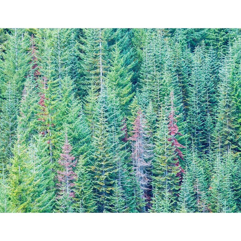 Stampede Pass-Washington State-Cascade Mountains Douglas Fir Evergreens autumn Black Modern Wood Framed Art Print with Double Matting by Gulin, Sylvia
