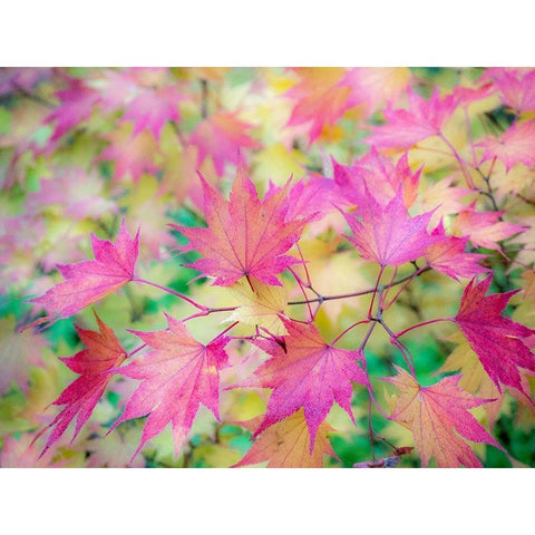 Washington State-Sammamish Japanese Maple leaves fall colors in gold and reds Black Modern Wood Framed Art Print by Gulin, Sylvia