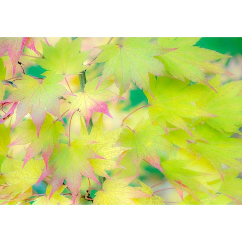 Washington State-Sammamish Japanese Maple leaves fall colors in gold and reds Black Modern Wood Framed Art Print with Double Matting by Gulin, Sylvia