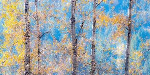 Washington State-Preston with Cottonwood trees springtime leafing out White Modern Wood Framed Art Print with Double Matting by Gulin, Sylvia