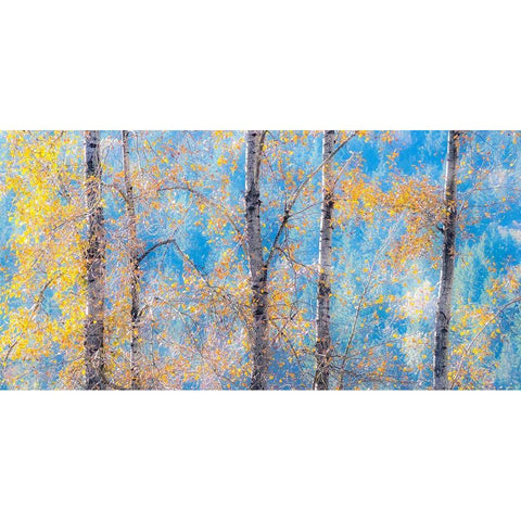 Washington State-Preston with Cottonwood trees springtime leafing out Gold Ornate Wood Framed Art Print with Double Matting by Gulin, Sylvia