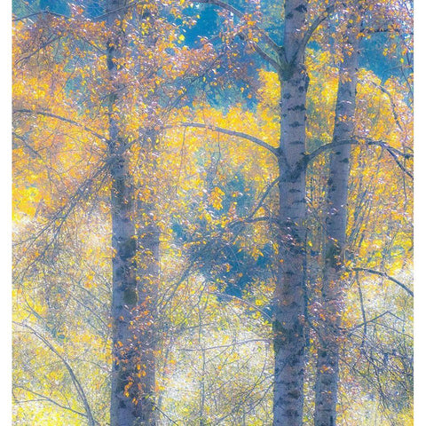 Washington State-Preston with Cottonwood trees springtime leafing out Gold Ornate Wood Framed Art Print with Double Matting by Gulin, Sylvia