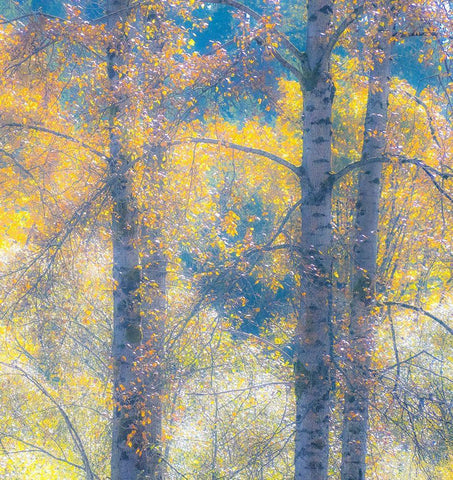 Washington State-Preston with Cottonwood trees springtime leafing out White Modern Wood Framed Art Print with Double Matting by Gulin, Sylvia
