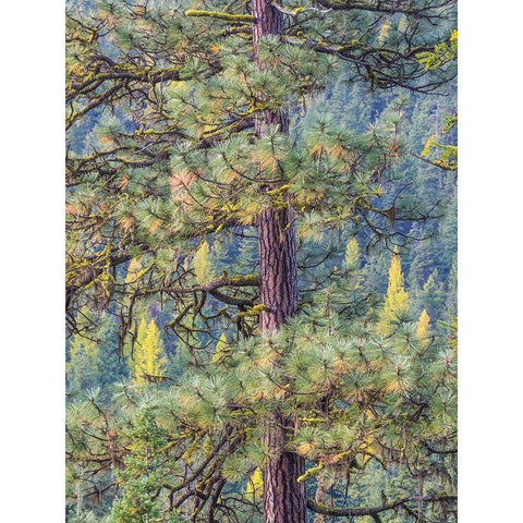 Washington State-Blewett Pass in autumn and Pine Trees Black Modern Wood Framed Art Print with Double Matting by Gulin, Sylvia
