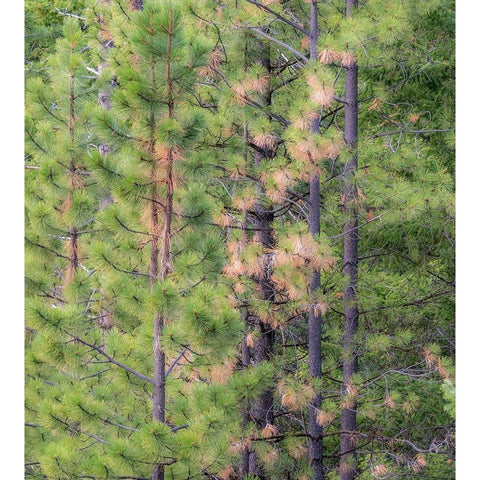Washington State-Blewett Pass in autumn and Pine Trees White Modern Wood Framed Art Print by Gulin, Sylvia
