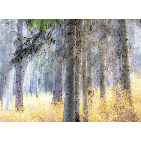 Washington State-Blewett Pass in autumn and Larch trees in fire damaged area Gold Ornate Wood Framed Art Print with Double Matting by Gulin, Sylvia