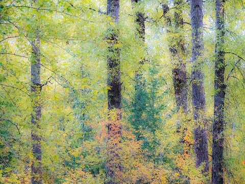 Washington State-Easton-Eastern Washington fall colors with vine maple and cottonwoods White Modern Wood Framed Art Print with Double Matting by Gulin, Sylvia
