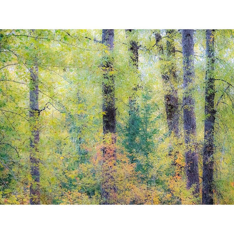 Washington State-Easton-Eastern Washington fall colors with vine maple and cottonwoods Gold Ornate Wood Framed Art Print with Double Matting by Gulin, Sylvia