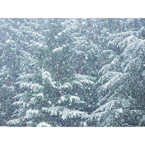 Washington State-Sammamish fresh Autumn heavy snowfall coming down on Evergreens White Modern Wood Framed Art Print by Gulin, Sylvia