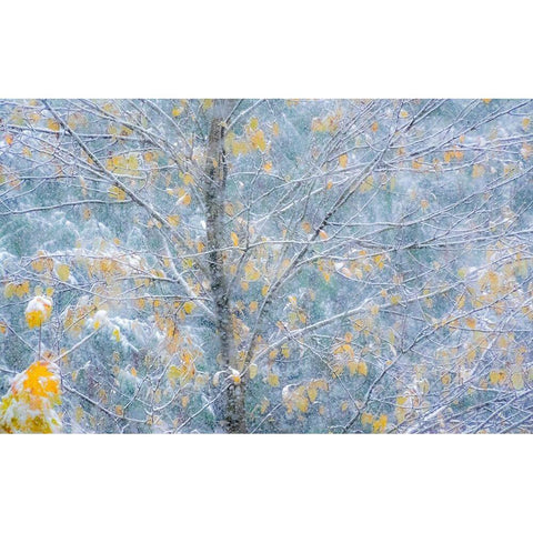 Washington State-Sammamish fresh Autumn snowfall on Fall Colored Japanese Cherry trees Black Modern Wood Framed Art Print with Double Matting by Gulin, Sylvia