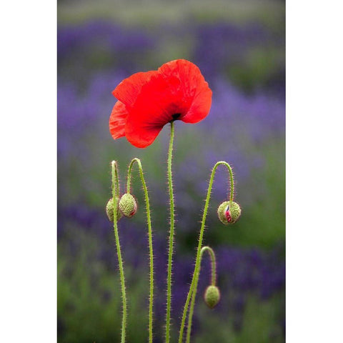Washington State-Sequim-early summer blooming red poppies Gold Ornate Wood Framed Art Print with Double Matting by Gulin, Sylvia