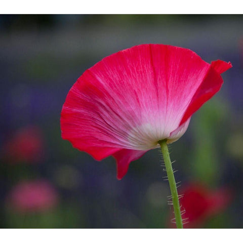Washington State-Sequim-early summer blooming red poppies Black Modern Wood Framed Art Print by Gulin, Sylvia
